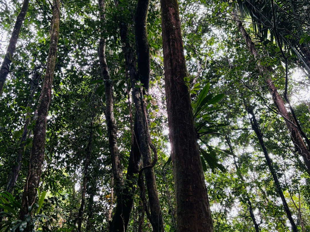 Kaw-Arrondissement of Cayenne必去景点