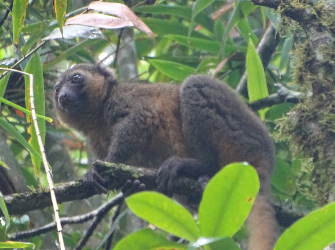 Ranomafana National Park景点图片