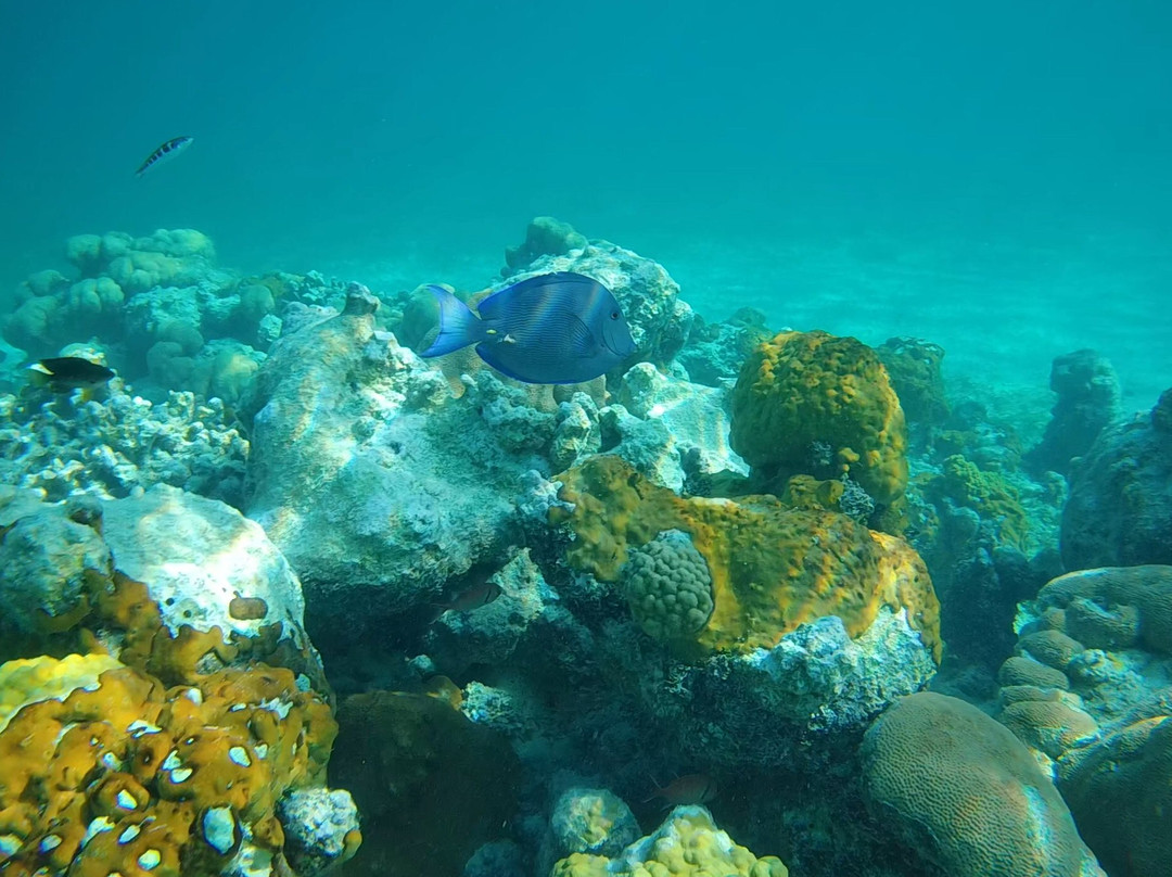 Smith's Reef-特克斯和凯科斯必去景点