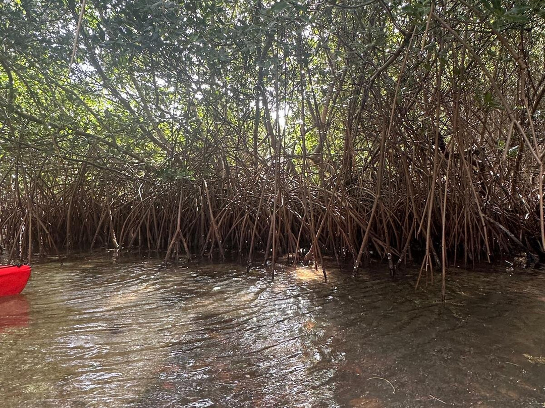 Kayak Evasion Martinique-Le Vauclin必去景点