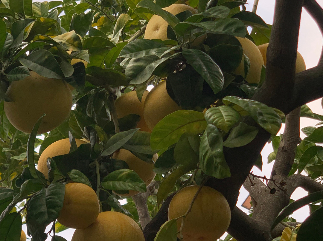 Jardin du Palais Carnolès-芒通必去景点