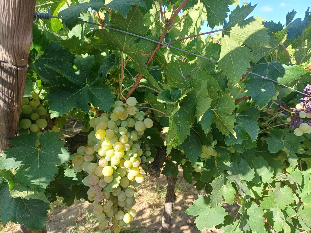 De Krans Wines-Calitzdorp必去景点