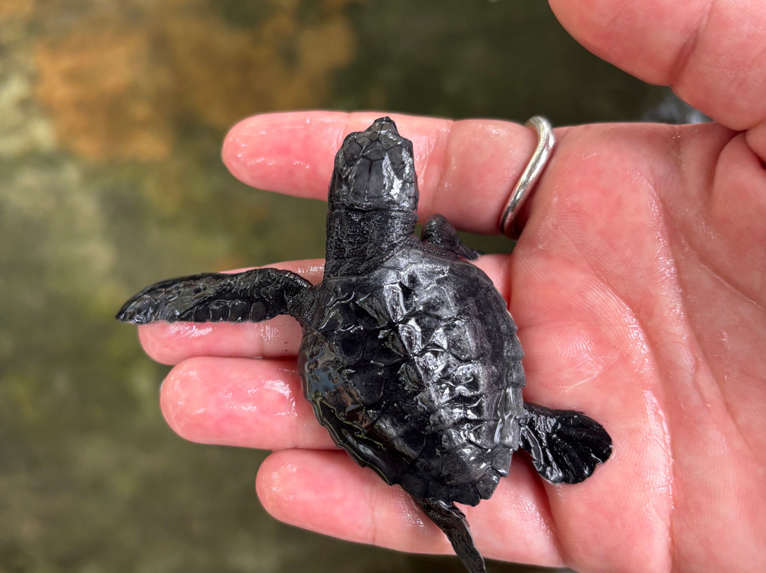 Galbokka Sea Turtle Hatchery景点图片