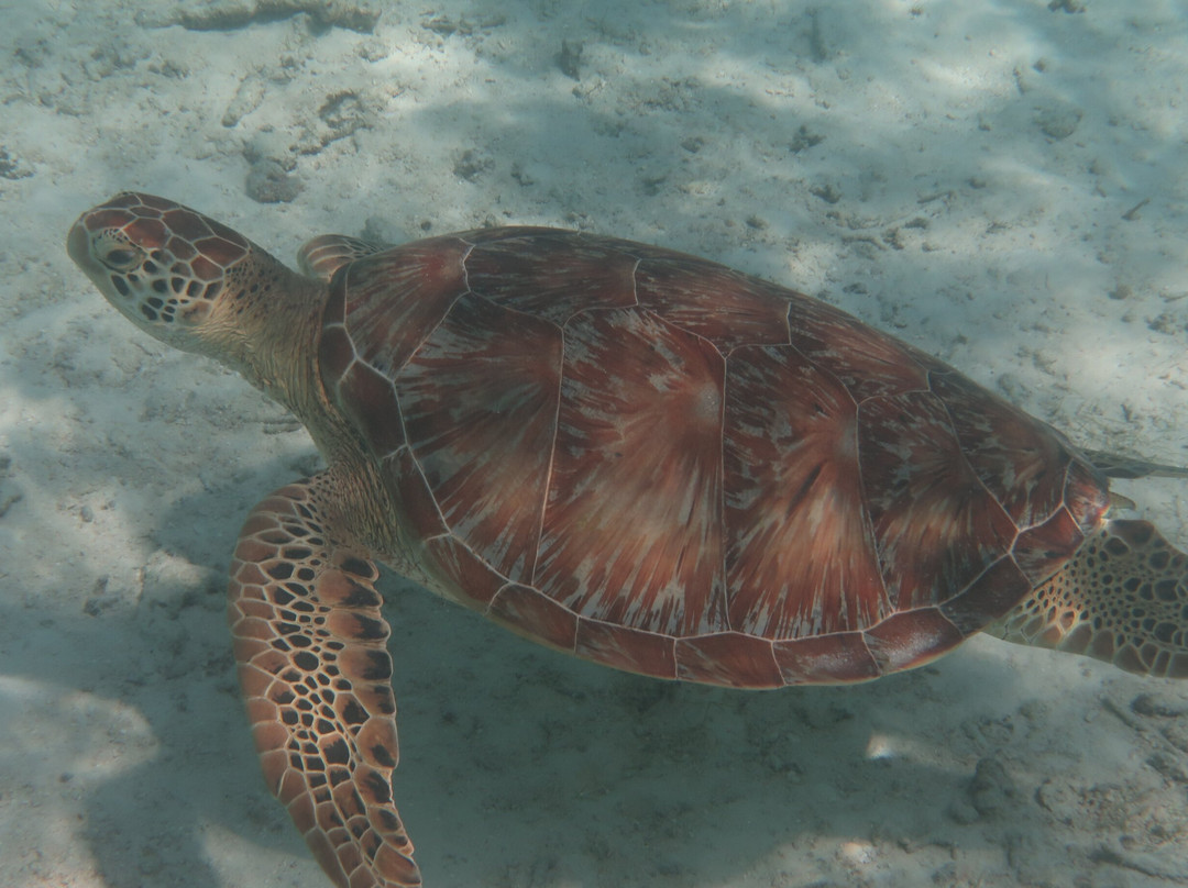 Prodivers Maldives景点图片