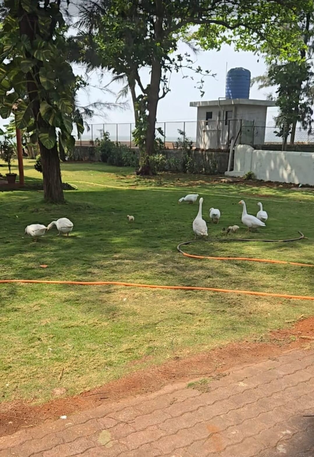 Golden Swan Beach Resort-浴室