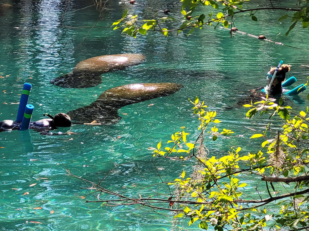 Manatee Swim Center-克里斯特尔里弗必去景点
