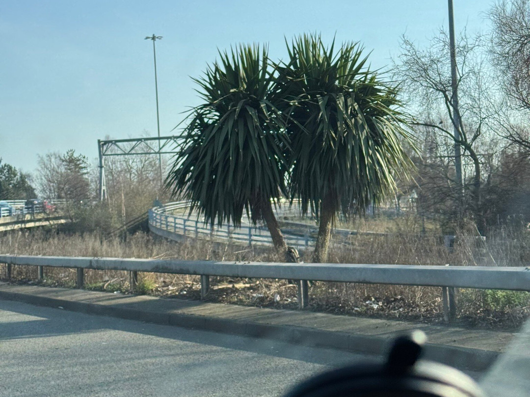 Derbados Palm Tree-德比必去景点