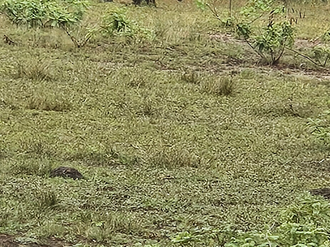 Wilpattu Wild Charm景点图片