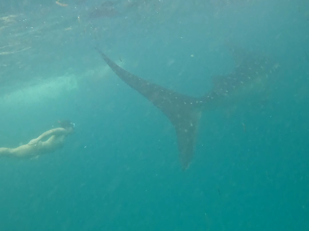 Mafia Whale Shark Tours景点图片