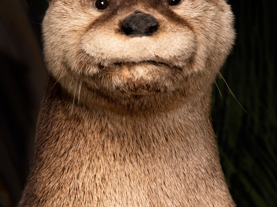 Bryce Wildlife Adventure-布莱斯必去景点