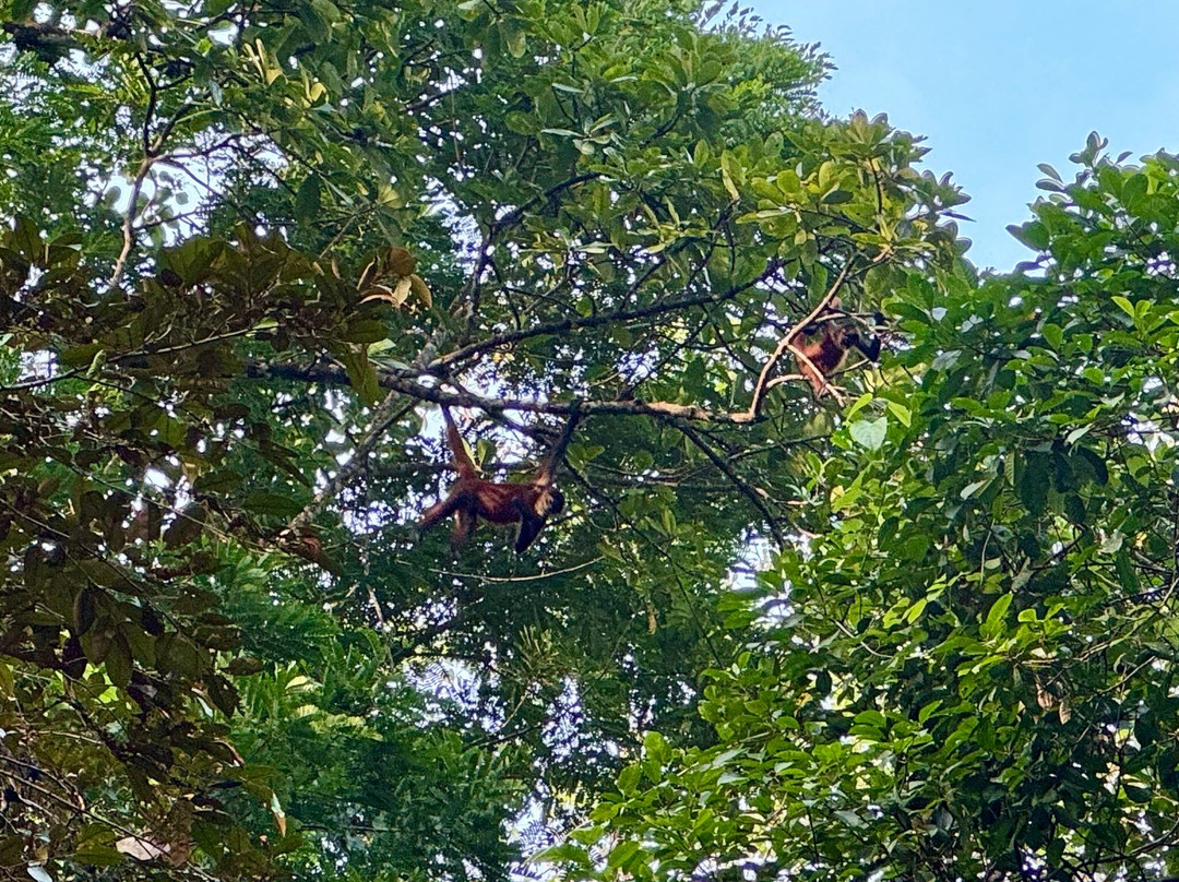 Rainforest Chronicles景点图片