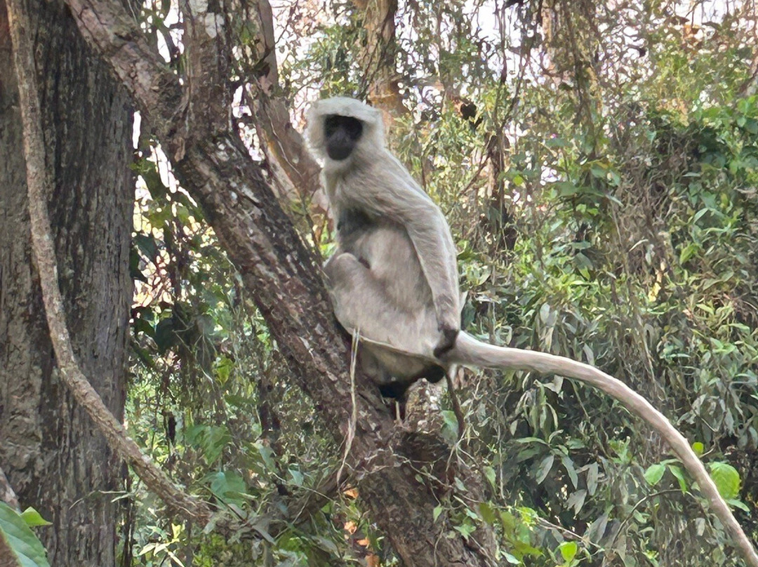 Chitwan Jungle Safari-奇旺国家公国必去景点