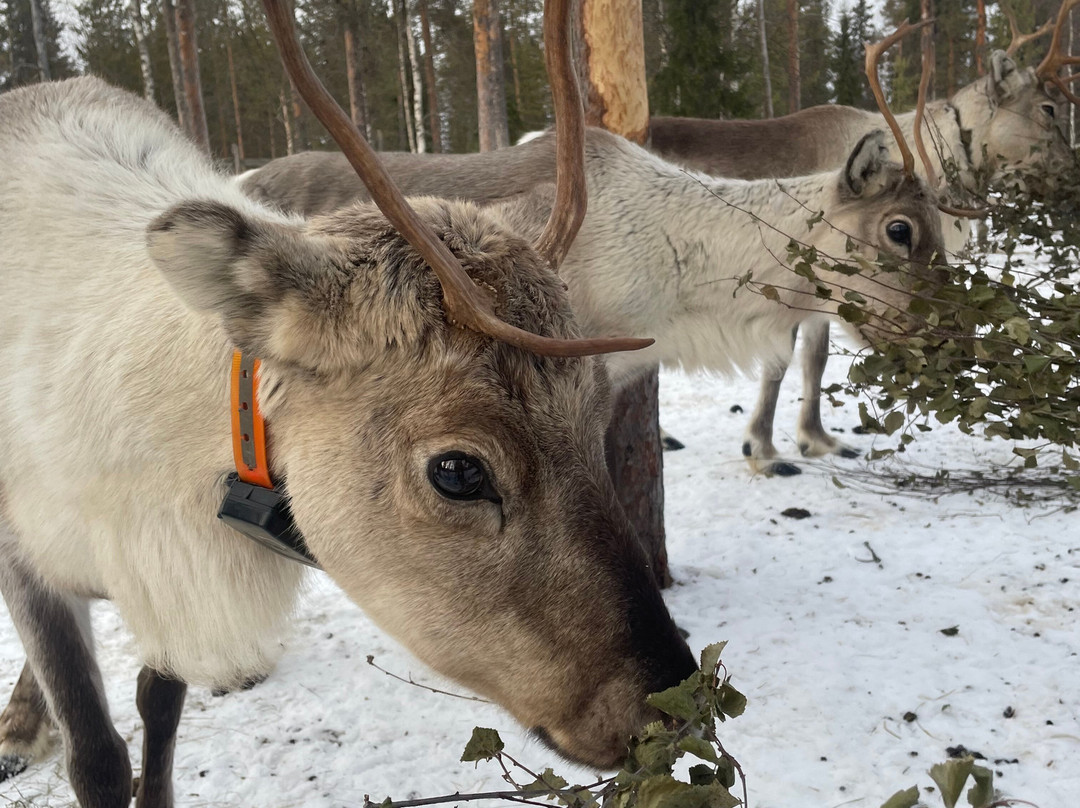 Kentura Reindeer Farm-罗瓦涅米必去景点