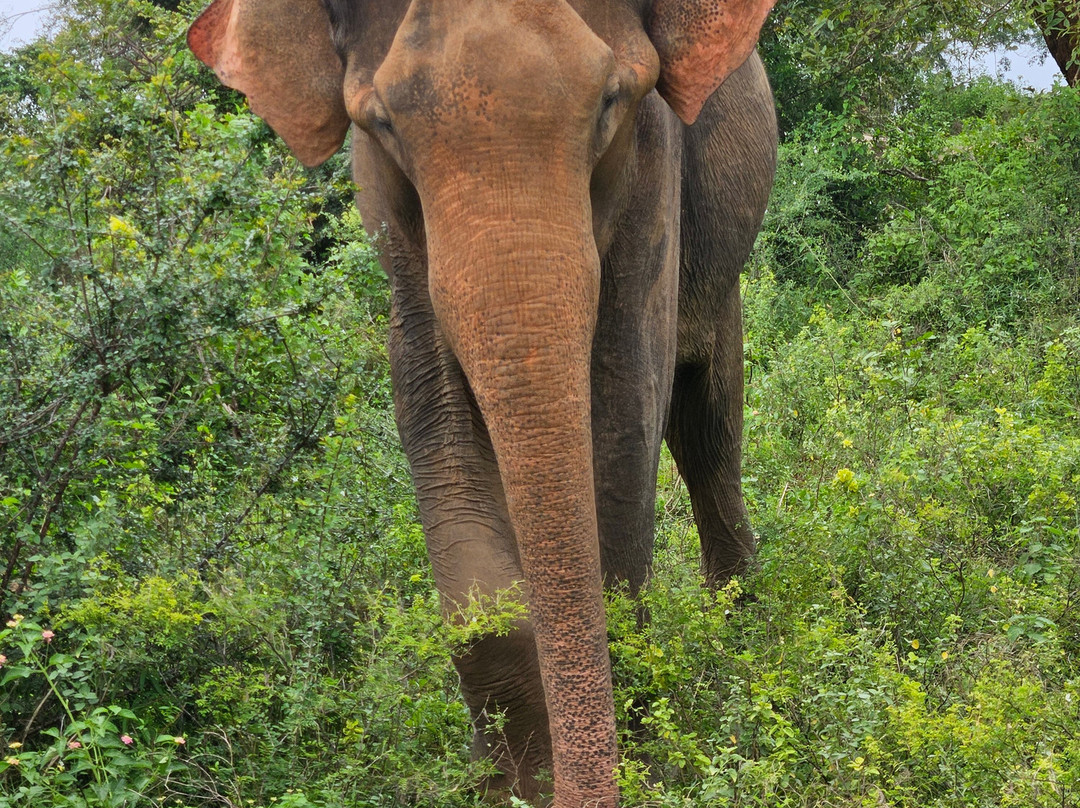 Udawalawe Safari Jeep With Guides景点图片