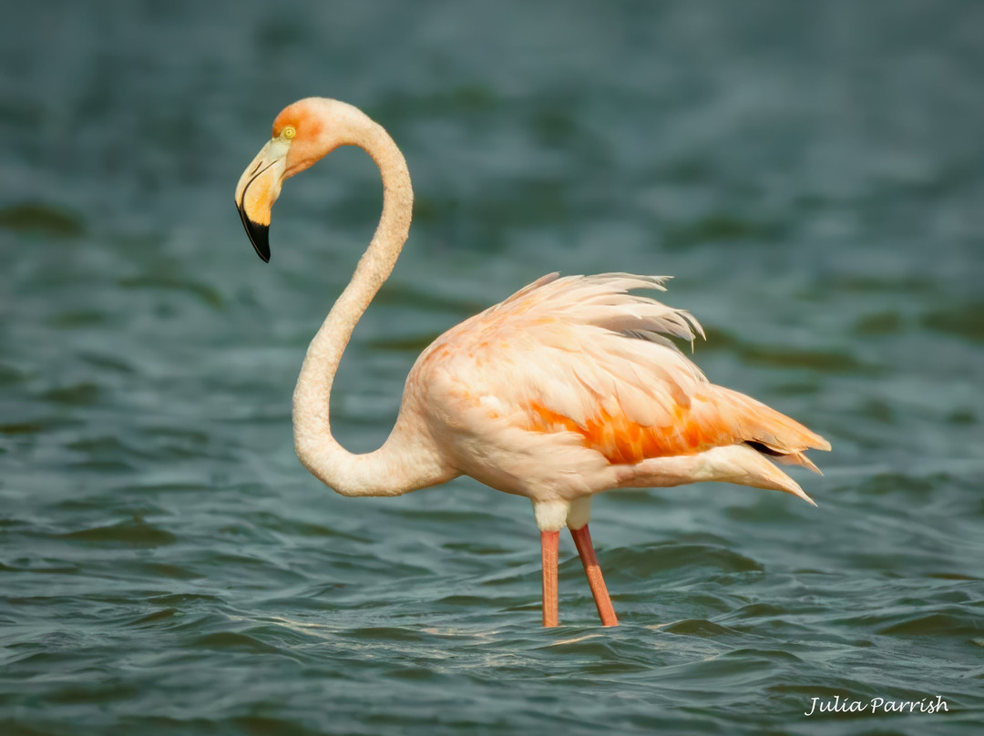 Lowcountry Photo Safaris-博福特必去景点