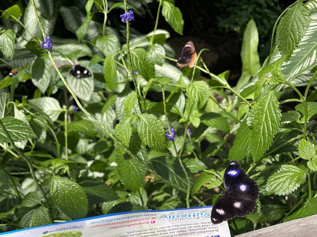 Australian Butterfly Sanctuary景点图片