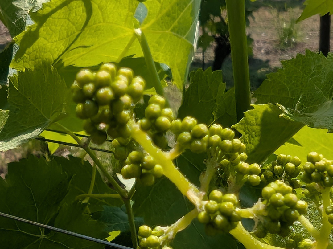 Corte Fornello Winery-明乔河畔瓦莱焦必去景点