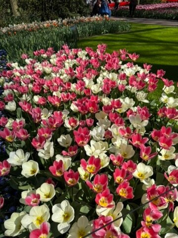 Keukenhof Gardens-利塞必去景点