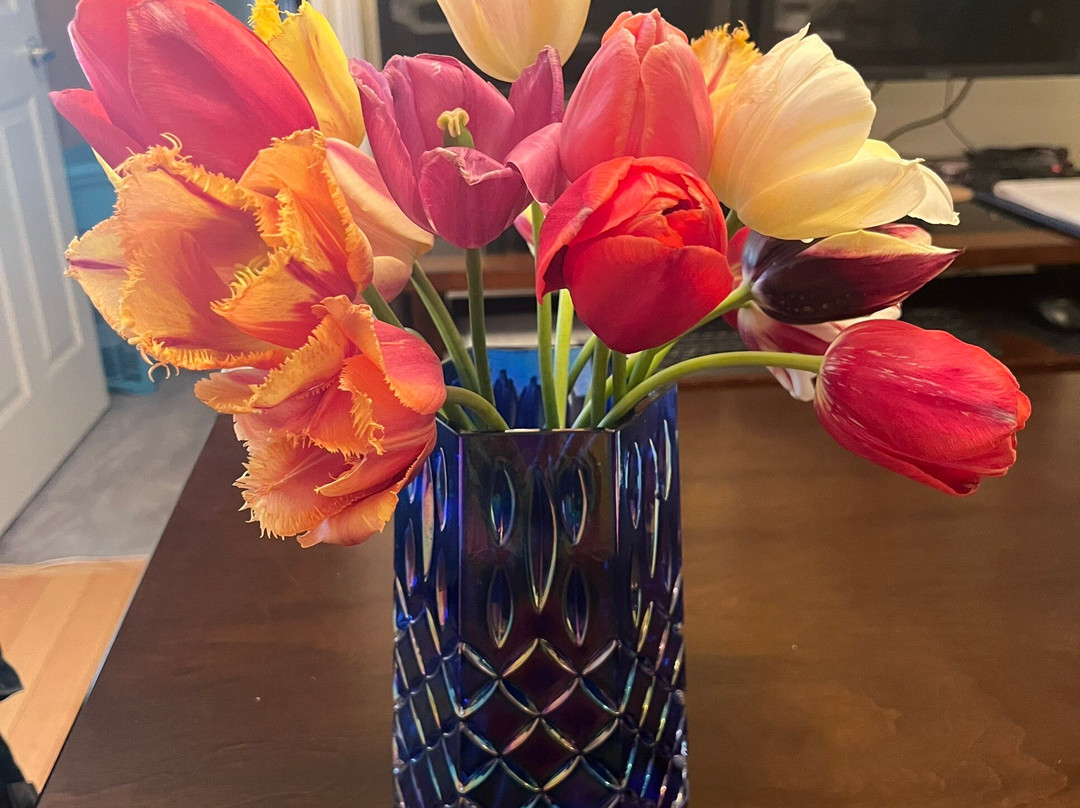 Jp Niagara Tulip Experience