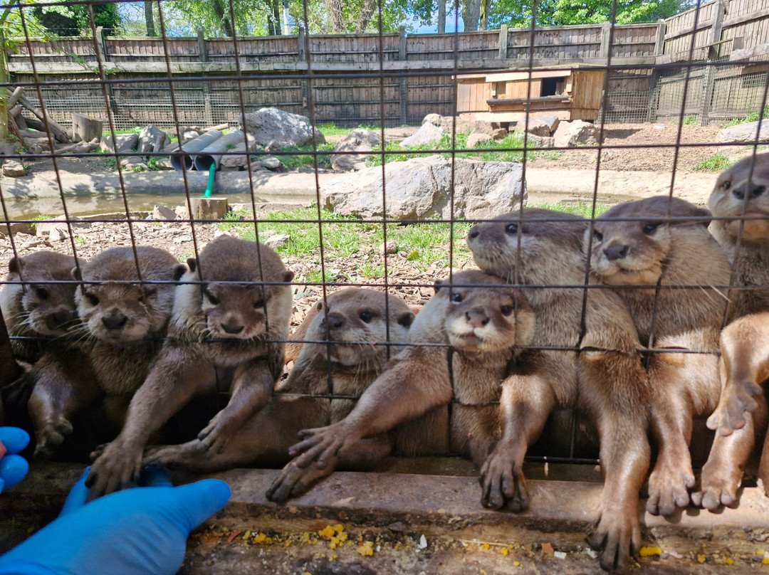 Buckfast Butterfly Farm And Dartmoor Otter Sanctuary景点图片