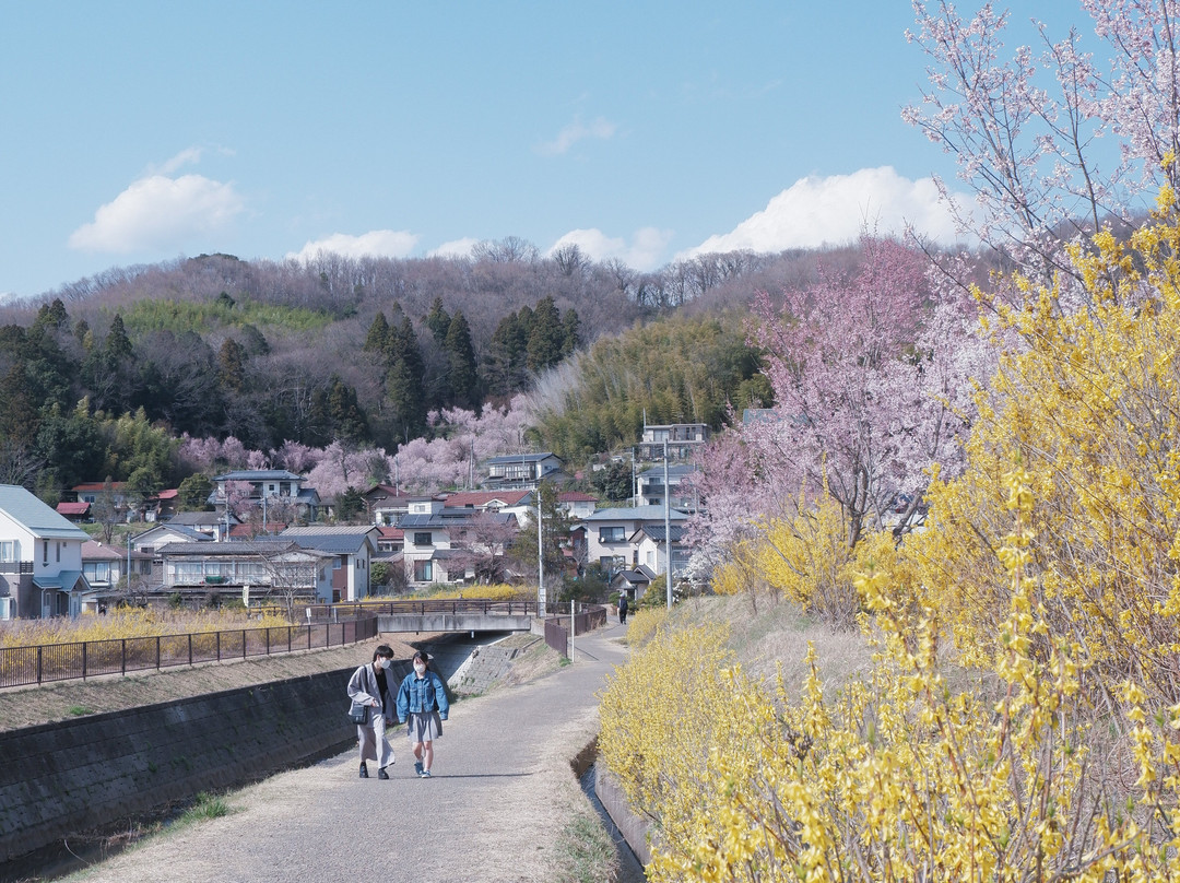 Hanamiyama Park-福岛市必去景点
