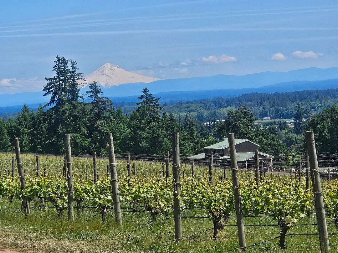 Terra Vina Wines-麦克明维尔必去景点