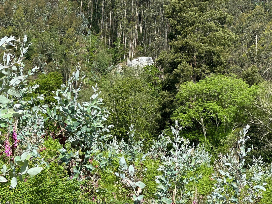 El Castano Dormilon主图