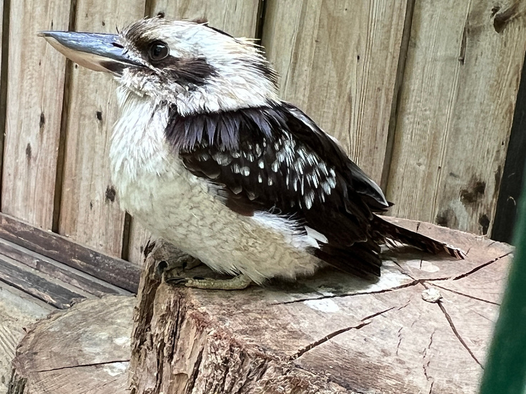 Tierpark Irgenöd-Ortenburg必去景点