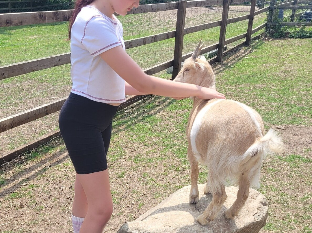 Stantons Farm - Petting Farm景点图片