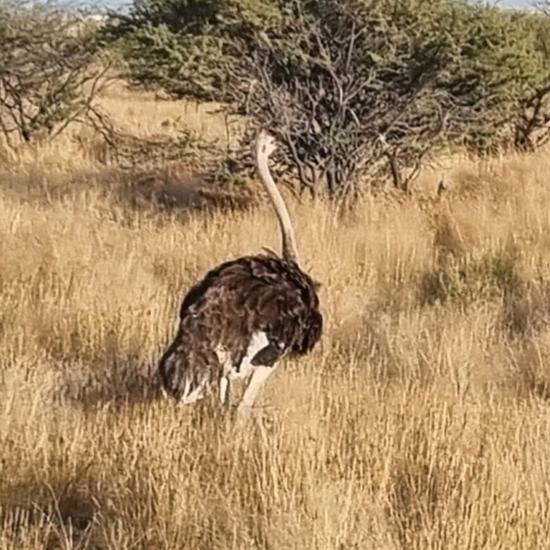 Acacia Africa-开普敦中心区必去景点
