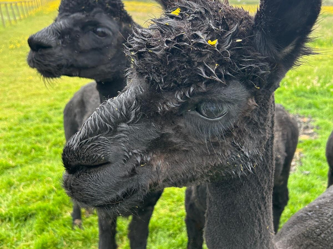 Alpaca Encounters-赫克瑟姆必去景点