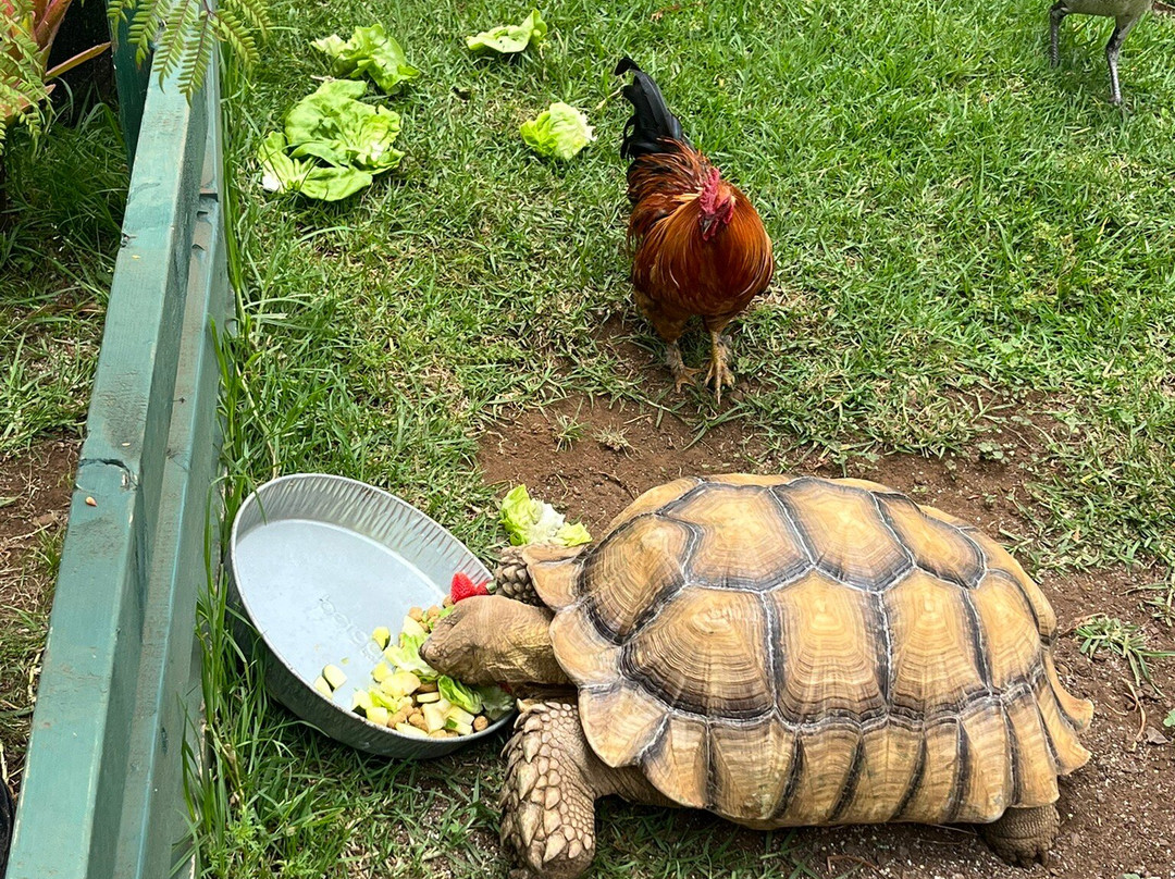 Kula Country Farms-库拉必去景点