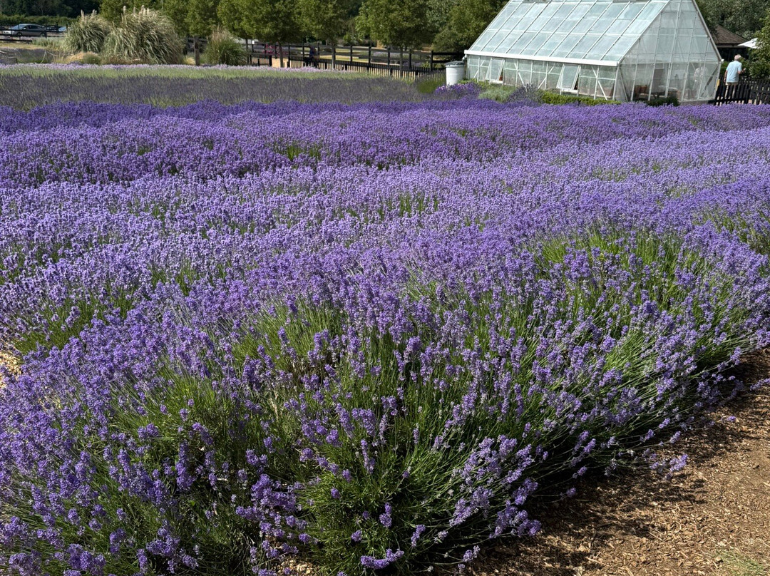 Norfolk Lavender-Heacham必去景点