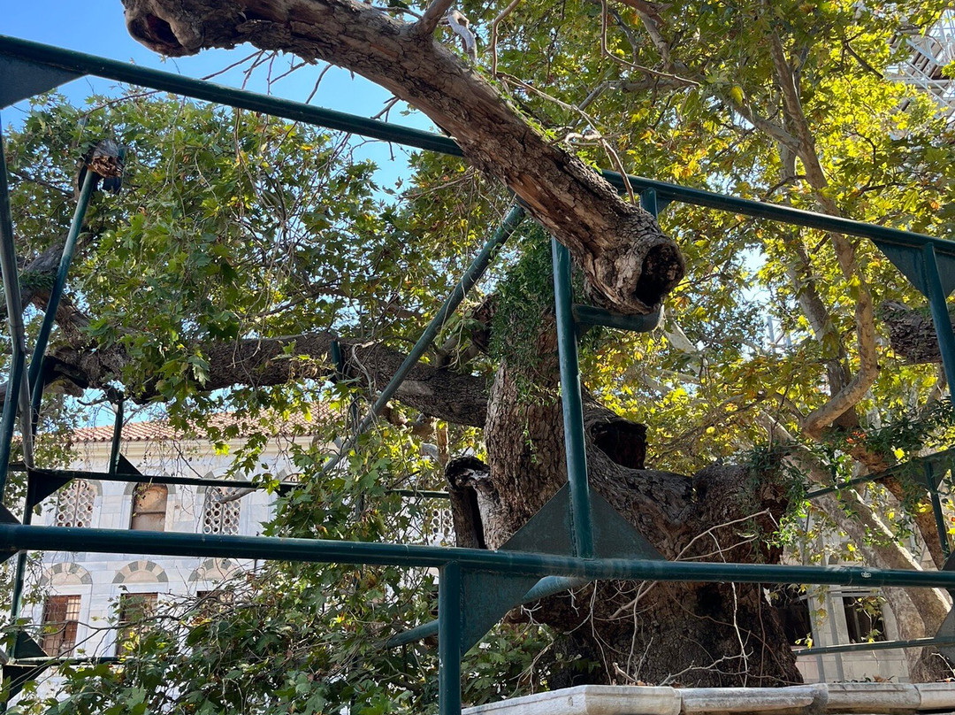 Hippocrates Tree-Kos Town必去景点