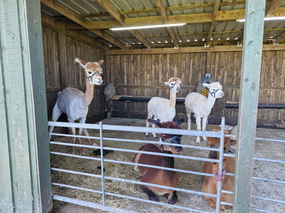Larch Green Alpacas-格拉斯哥必去景点
