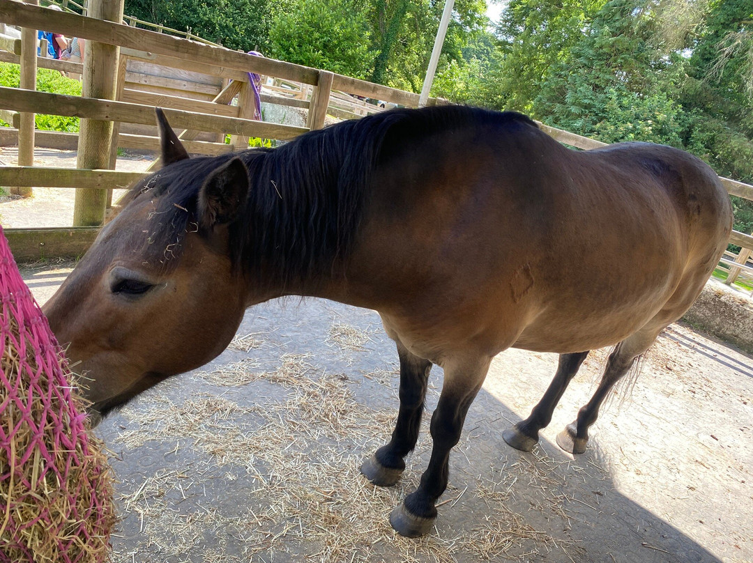 Exmoor Pony Centre-Dulverton必去景点