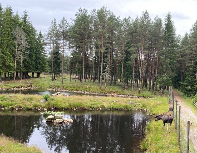 Grönåsens Älgpark-Kosta必去景点