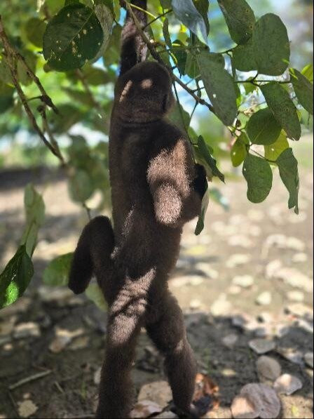 Amazonian Trails-伊基托斯必去景点