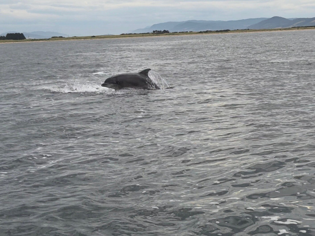 Dolphin Trips Avoch-Avoch必去景点