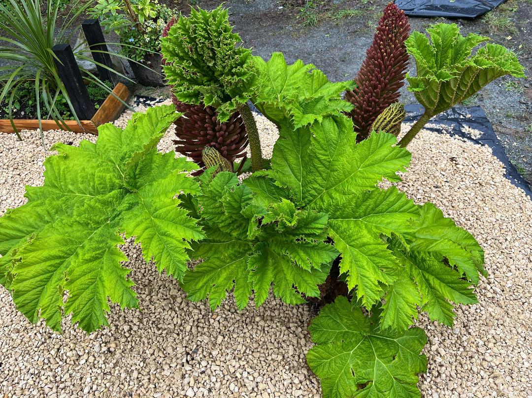 Tamar Valley Garden Nursery