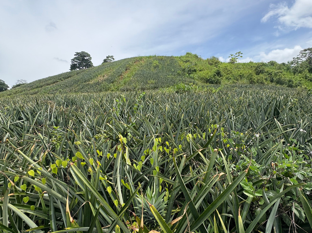 Panama Great Adventures-巴拿马城必去景点