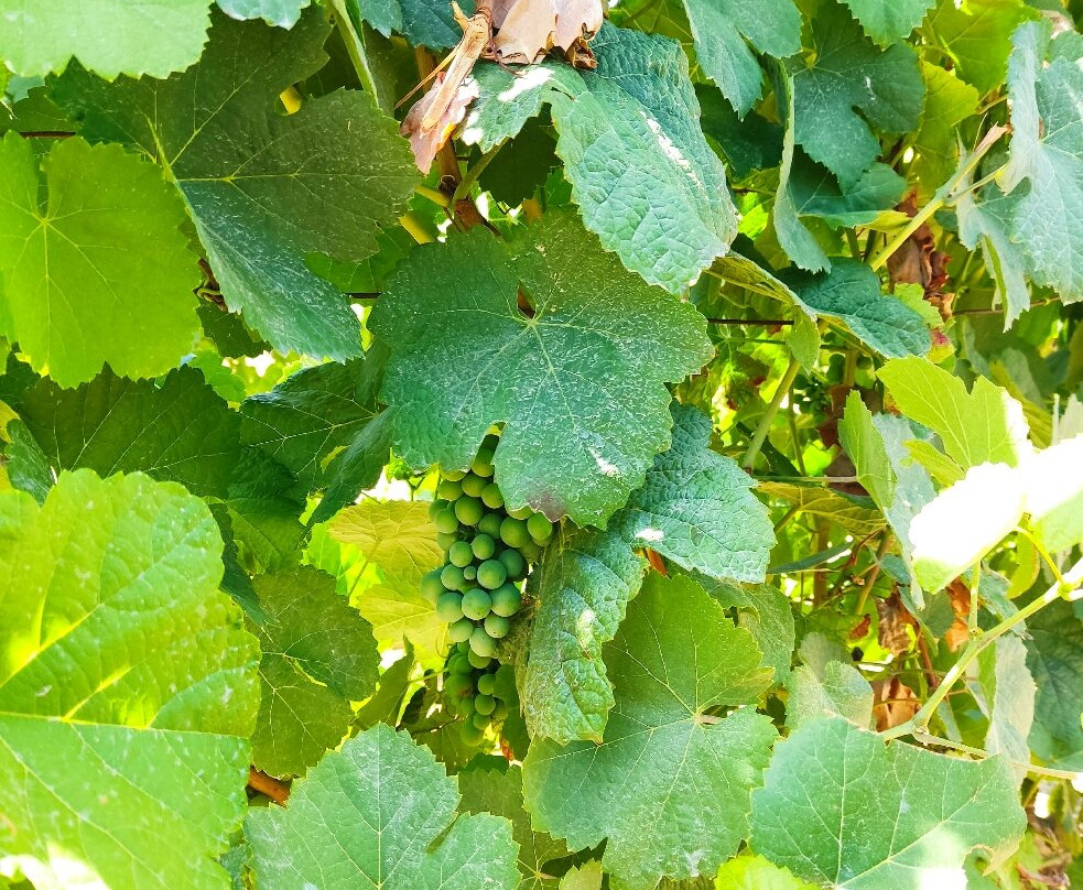 Quinta da Avessada - Enoteca Douro-Favaios必去景点