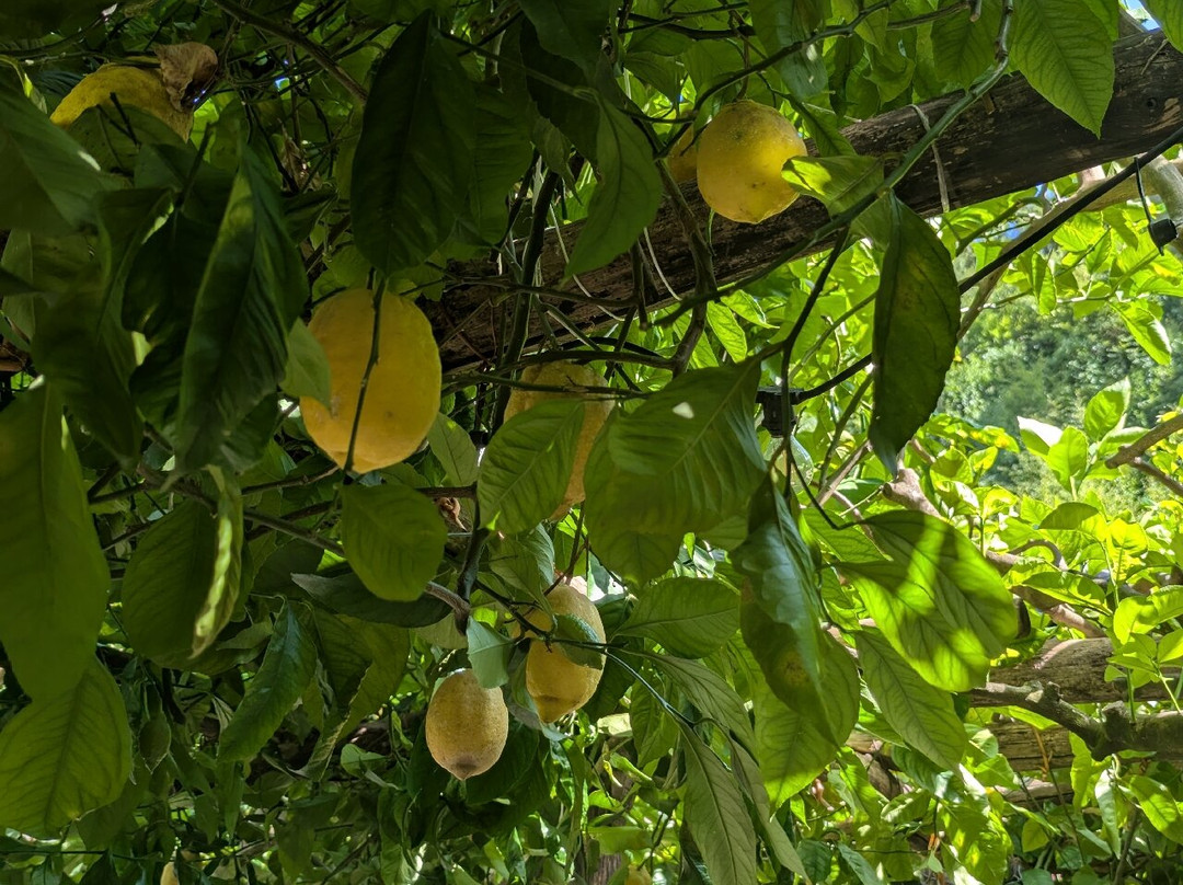 Amalfi Lemon Experience-阿马尔菲必去景点