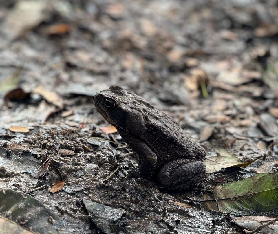 Our Lady of Good Health Parish-Alter do Chao必去景点