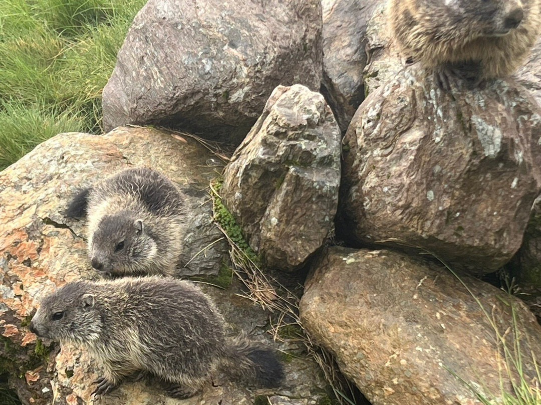 Murmelland Zillertal-Kaltenbach必去景点
