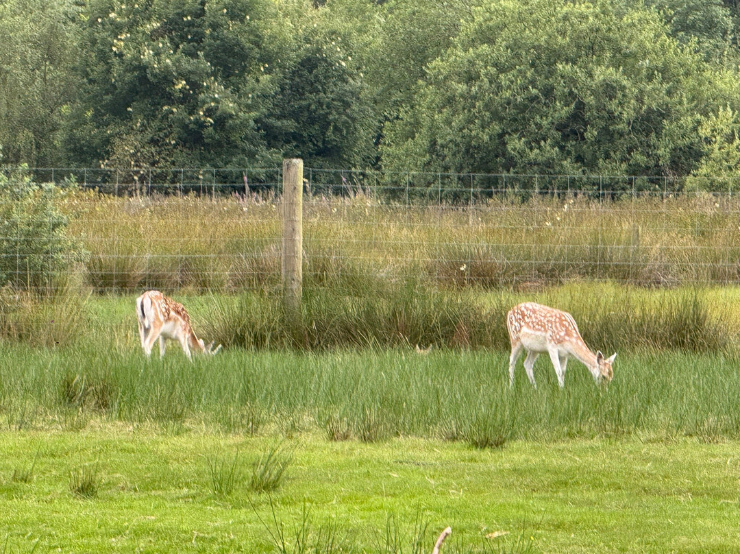Silkeborg Rovfugleshow-Them必去景点