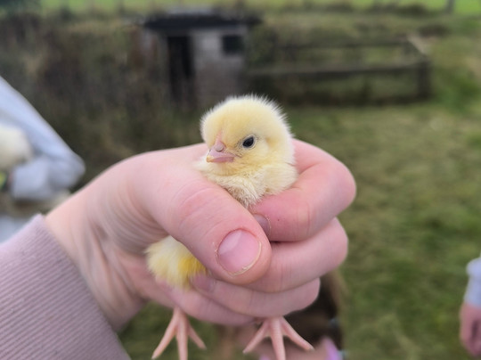 South Moor Farm主图