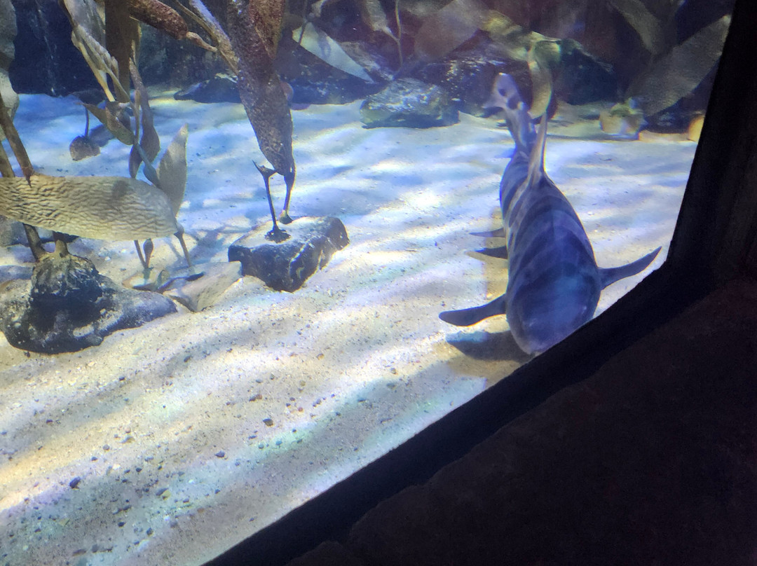 SEA LIFE Aquarium-卡尔斯巴德必去景点