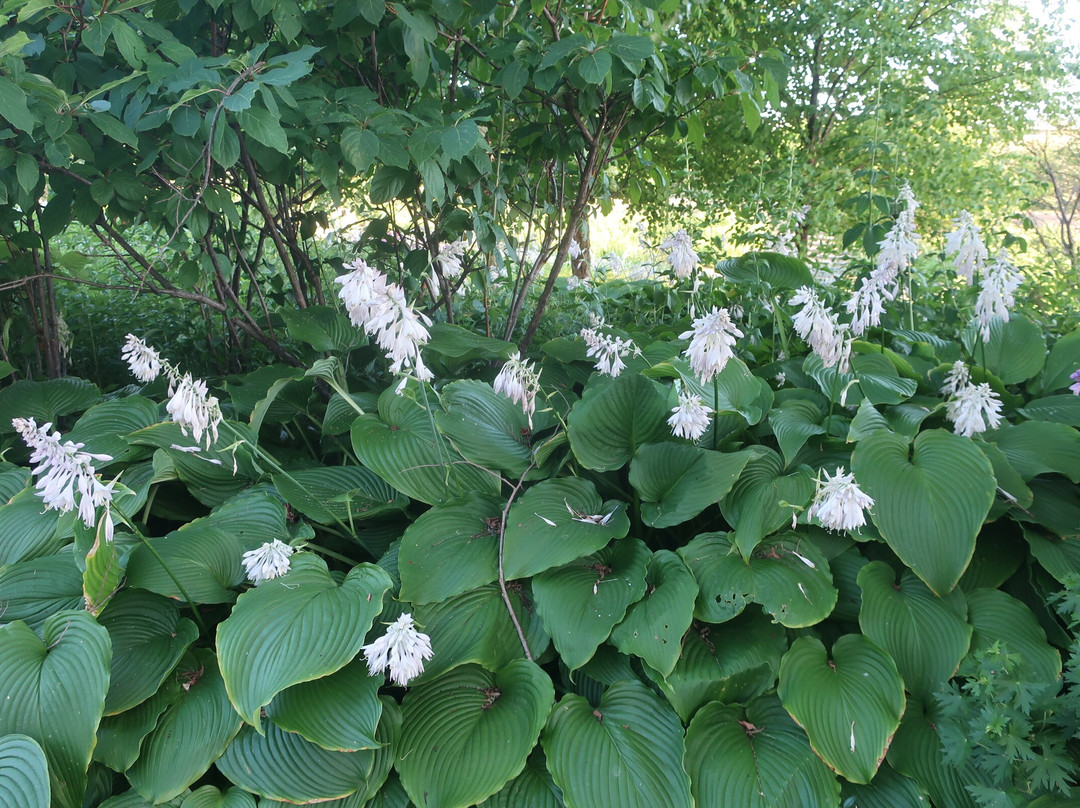 Asahikawa Kitasaito Garden-旭川市必去景点