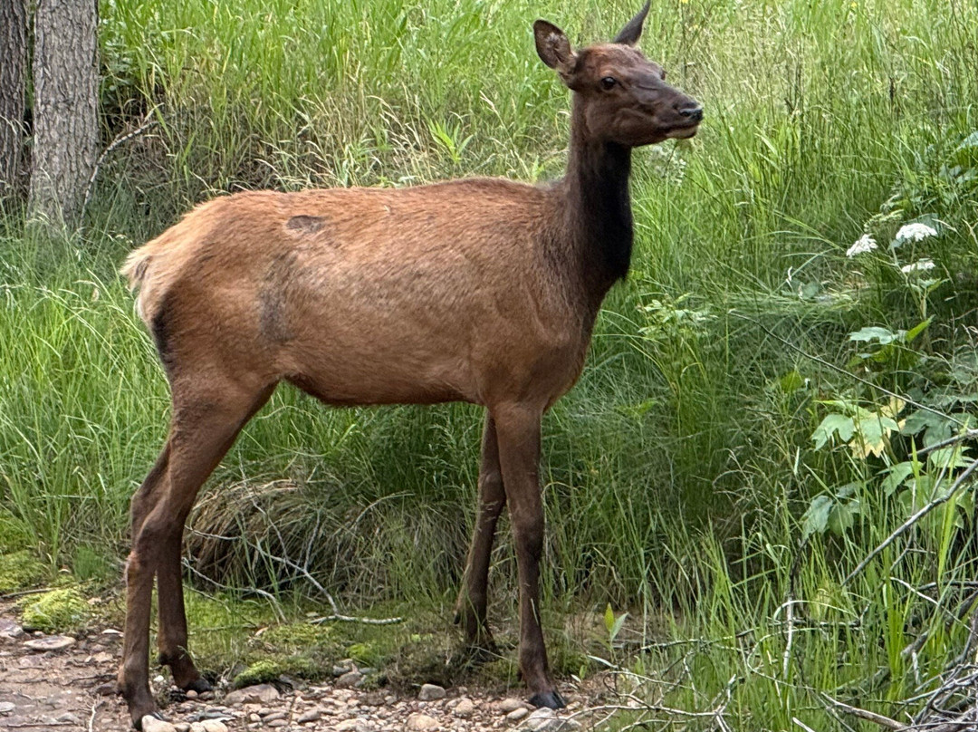 Streamside on Fall River主图